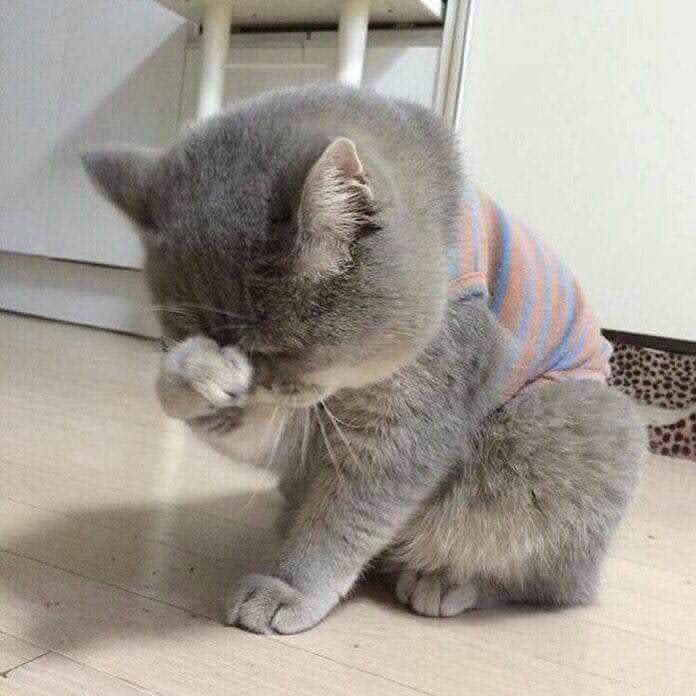 101+ Ảnh Meme Mèo Buồn Tâm Trạng Siêu Đáng Yêu meme mèo buồn trống trải