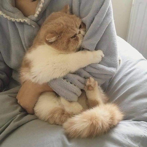 101+ Ảnh Meme Mèo Buồn Tâm Trạng Siêu Đáng Yêu meme mèo buồn cute ánh mắt buồn