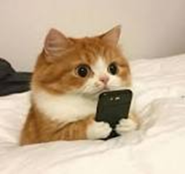 Bộ Sưu Tập 99+ Meme Mèo Cam Vô Tri Hài Hước Và Biểu Cảm Khó Đỡ meme mèo cam nhìn rất ngáo