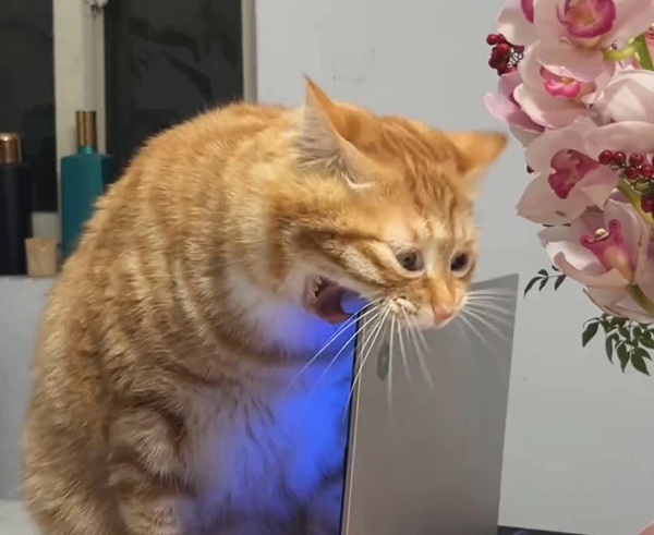 Bộ Sưu Tập 99+ Meme Mèo Cam Vô Tri Hài Hước Và Biểu Cảm Khó Đỡ Meme mèo cam khó ở gặm máy tính