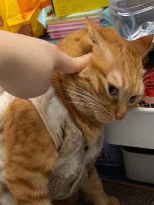 Bộ Sưu Tập 99+ Meme Mèo Cam Vô Tri Hài Hước Và Biểu Cảm Khó Đỡ meme mèo cam mặt đơ khi bị chửi