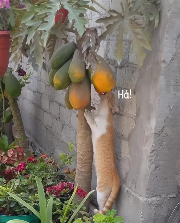 Bộ Sưu Tập 99+ Meme Mèo Cam Vô Tri Hài Hước Và Biểu Cảm Khó Đỡ Meme mèo cam đi ăn trộm đu đủ