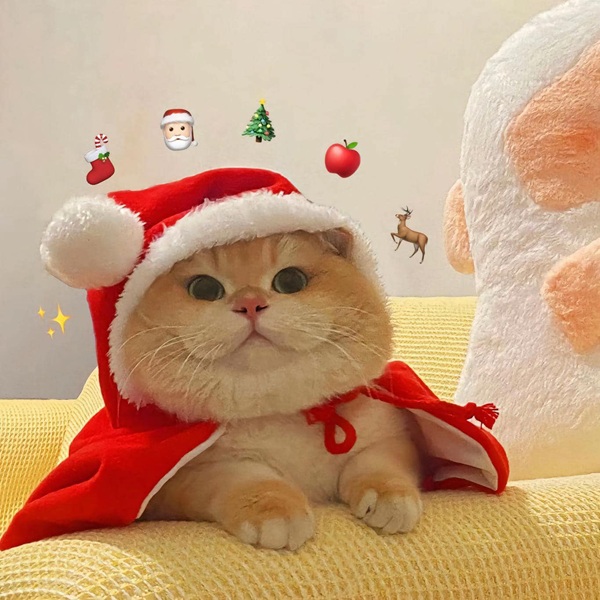 Bộ Sưu Tập 99+ Meme Mèo Cam Vô Tri Hài Hước Và Biểu Cảm Khó Đỡ meme mèo cam ngơ ngác dễ thương