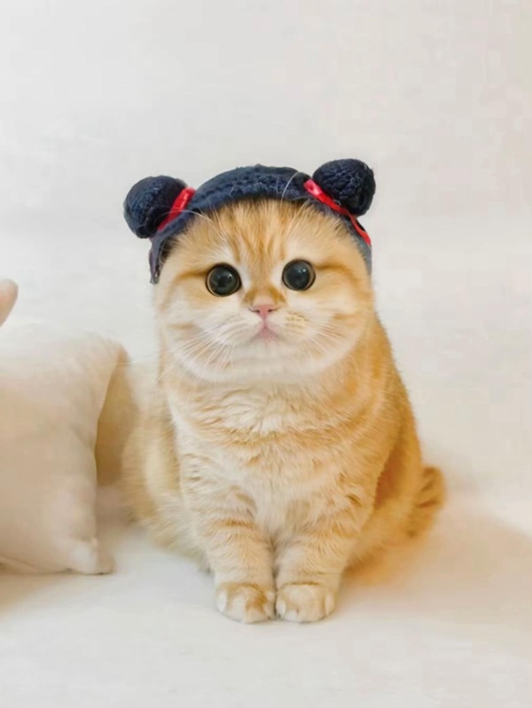 Bộ Sưu Tập 99+ Meme Mèo Cam Vô Tri Hài Hước Và Biểu Cảm Khó Đỡ meme mèo cam với tóc buộc hai bên