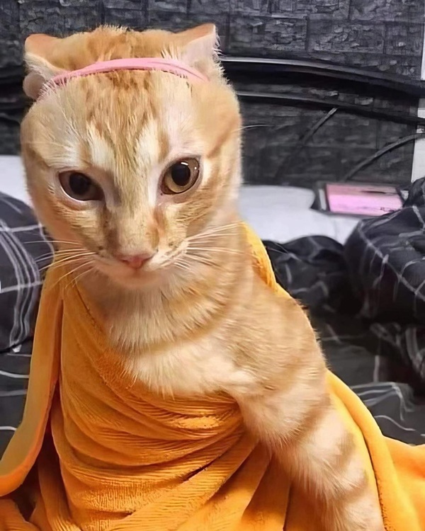 Bộ Sưu Tập 99+ Meme Mèo Cam Vô Tri Hài Hước Và Biểu Cảm Khó Đỡ meme mèo cam hài hợp đăng story