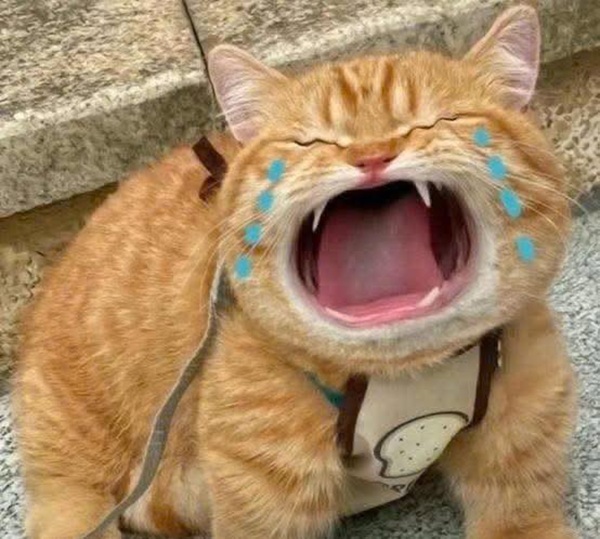 Bộ Sưu Tập 99+ Meme Mèo Cam Vô Tri Hài Hước Và Biểu Cảm Khó Đỡ meme mèo cam khóc hài hước