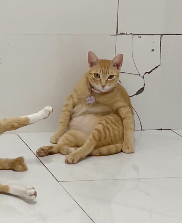 Bộ Sưu Tập 99+ Meme Mèo Cam Vô Tri Hài Hước Và Biểu Cảm Khó Đỡ meme mèo cam biểu cảm khó đỡ