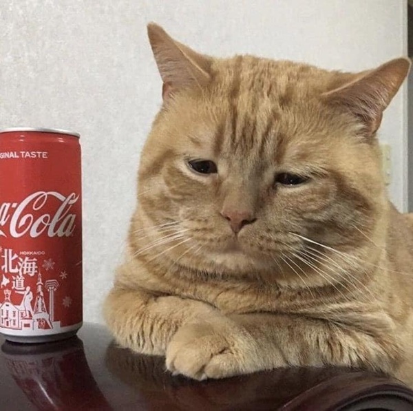 Bộ Sưu Tập 99+ Meme Mèo Cam Vô Tri Hài Hước Và Biểu Cảm Khó Đỡ meme mèo cam hài đúng tâm trạng