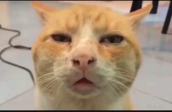 Bộ Sưu Tập 99+ Meme Mèo Cam Vô Tri Hài Hước Và Biểu Cảm Khó Đỡ meme mèo cam mặt ngây ngô