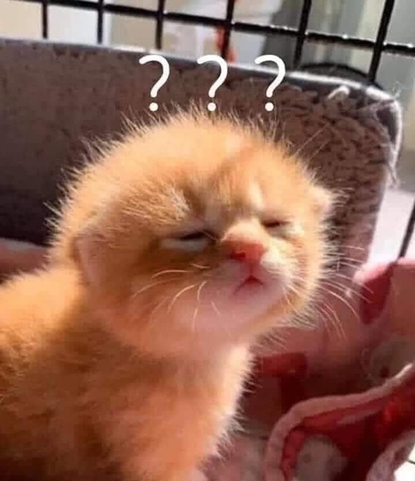 Bộ Sưu Tập 99+ Meme Mèo Cam Vô Tri Hài Hước Và Biểu Cảm Khó Đỡ meme mèo cam nhìn rất đúng vibe