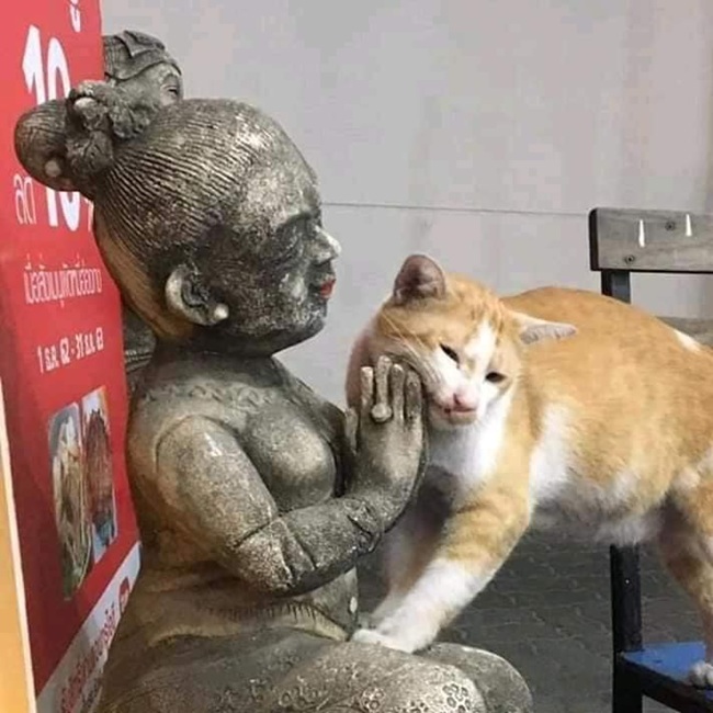 Bộ Sưu Tập 99+ Meme Mèo Cam Vô Tri Hài Hước Và Biểu Cảm Khó Đỡ meme mèo cam ngáo hài hước