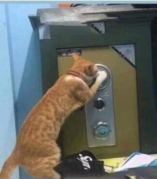Bộ Sưu Tập 99+ Meme Mèo Cam Vô Tri Hài Hước Và Biểu Cảm Khó Đỡ meme mèo cam cậy két sắt