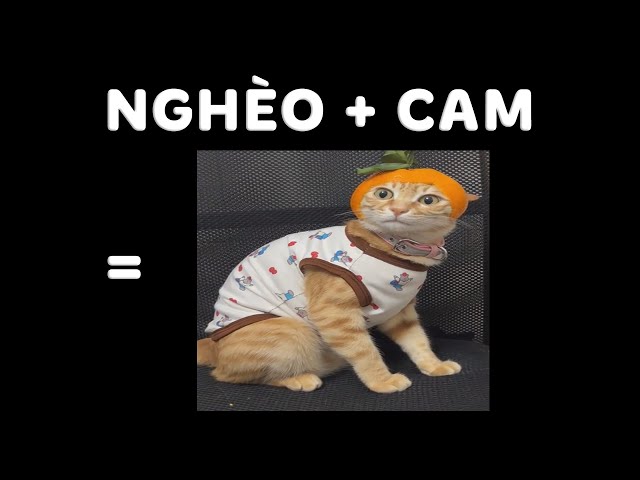 Bộ Sưu Tập 99+ Meme Mèo Cam Vô Tri Hài Hước Và Biểu Cảm Khó Đỡ meme mèo cam nhìn ngơ ngác