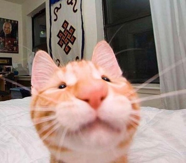 Bộ Sưu Tập 99+ Meme Mèo Cam Vô Tri Hài Hước Và Biểu Cảm Khó Đỡ meme mèo cam vô tri đúng kiểu mèo cam