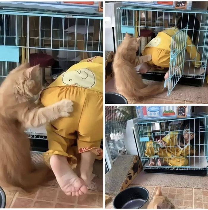 Bộ Sưu Tập 99+ Meme Mèo Cam Vô Tri Hài Hước Và Biểu Cảm Khó Đỡ meme mèo cam hài nhìn không chán