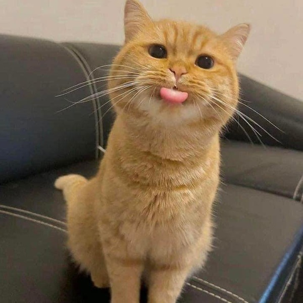 Bộ Sưu Tập 99+ Meme Mèo Cam Vô Tri Hài Hước Và Biểu Cảm Khó Đỡ meme mèo cam đáng yêu nhưng vô tri