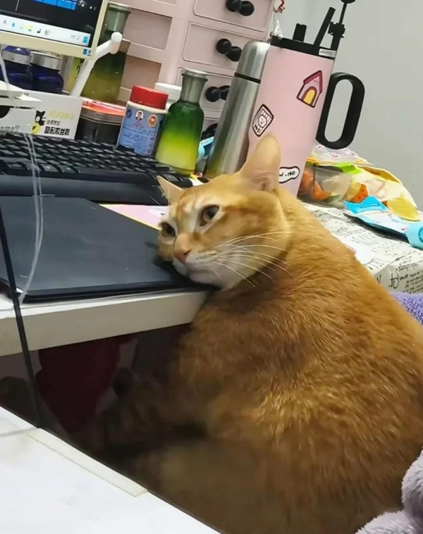 Bộ Sưu Tập 99+ Meme Mèo Cam Vô Tri Hài Hước Và Biểu Cảm Khó Đỡ meme mèo cam vô tri phong cách hài