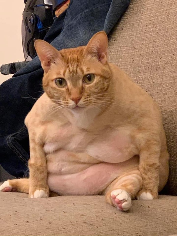 Bộ Sưu Tập 99+ Meme Mèo Cam Vô Tri Hài Hước Và Biểu Cảm Khó Đỡ meme mèo cam hài hước