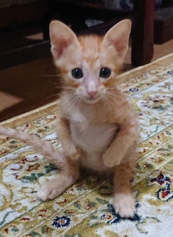 Bộ Sưu Tập 99+ Meme Mèo Cam Vô Tri Hài Hước Và Biểu Cảm Khó Đỡ meme mèo cam mặt đần đáng yêu