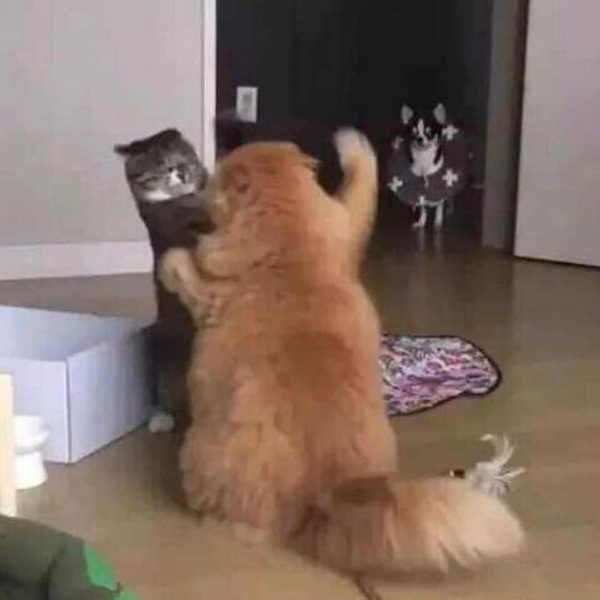 Bộ Sưu Tập 99+ Meme Mèo Cam Vô Tri Hài Hước Và Biểu Cảm Khó Đỡ meme mèo cam ngáo quyền lực