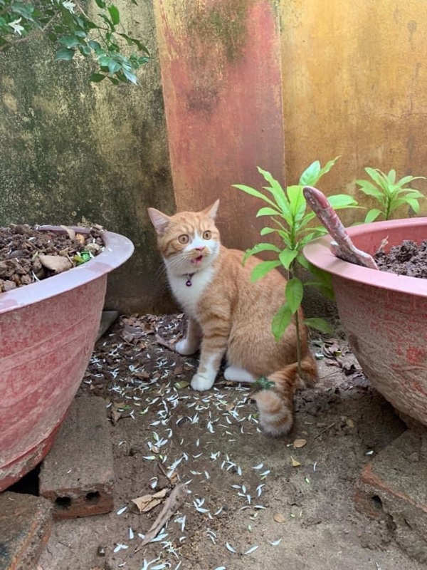Bộ Sưu Tập 99+ Meme Mèo Cam Vô Tri Hài Hước Và Biểu Cảm Khó Đỡ meme mèo cam ngố tàu
