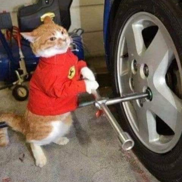 Bộ Sưu Tập 99+ Meme Mèo Cam Vô Tri Hài Hước Và Biểu Cảm Khó Đỡ Meme mèo cam sửa xe oto