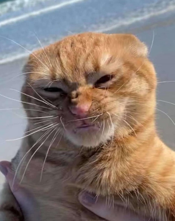 Bộ Sưu Tập 99+ Meme Mèo Cam Vô Tri Hài Hước Và Biểu Cảm Khó Đỡ meme mèo cam hài hước mặt đần