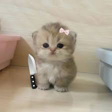 Tải Ngay 55+ Meme Mèo Cầm Dao Siêu Lầy Lội meme mèo cầm dao cầm dao nhưng vẫn cute