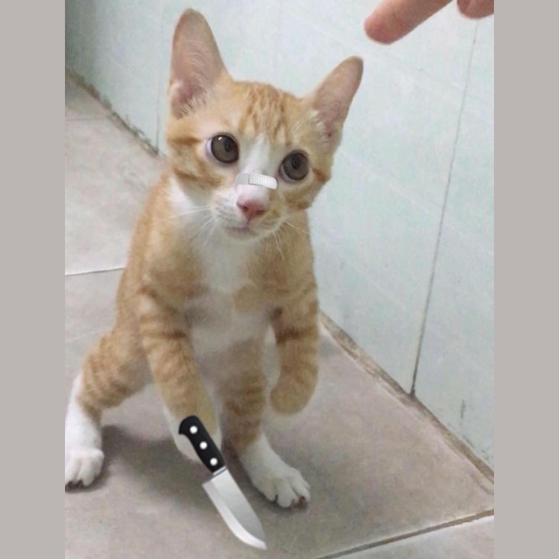 Tải Ngay 55+ Meme Mèo Cầm Dao Siêu Lầy Lội meme mèo cầm dao gây cười