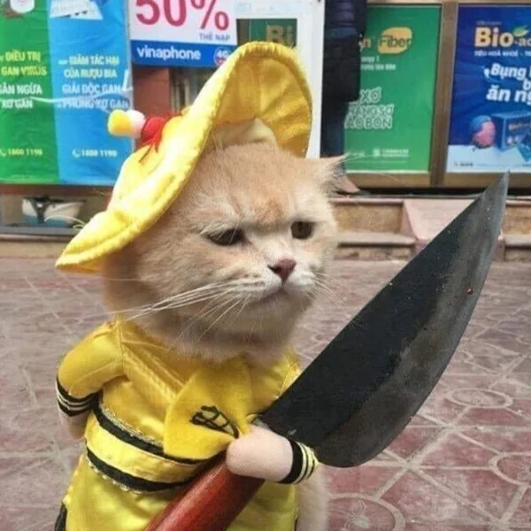 Tải Ngay 55+ Meme Mèo Cầm Dao Siêu Lầy Lội meme mèo cầm dao cười xỉu