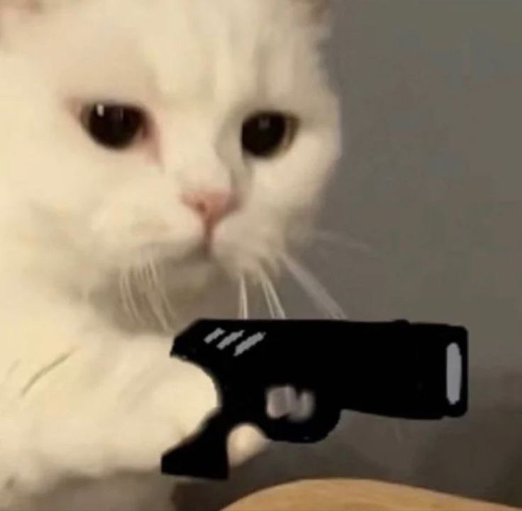 Top 69+ Meme Mèo Cầm Súng Hài Hước, Đáng Yêu Siêu Bá meme mèo cầm súng meme vô tri