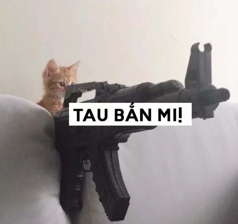 Top 69+ Meme Mèo Cầm Súng Hài Hước, Đáng Yêu Siêu Bá meme mèo cầm súng meme troll bạn bè