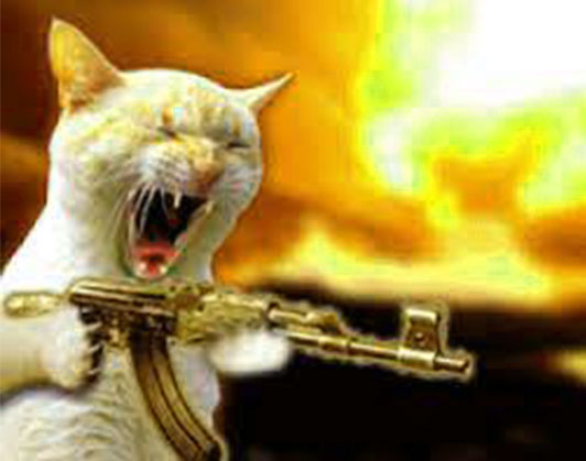 Top 69+ Meme Mèo Cầm Súng Hài Hước, Đáng Yêu Siêu Bá meme mèo cầm súng phản ứng hài