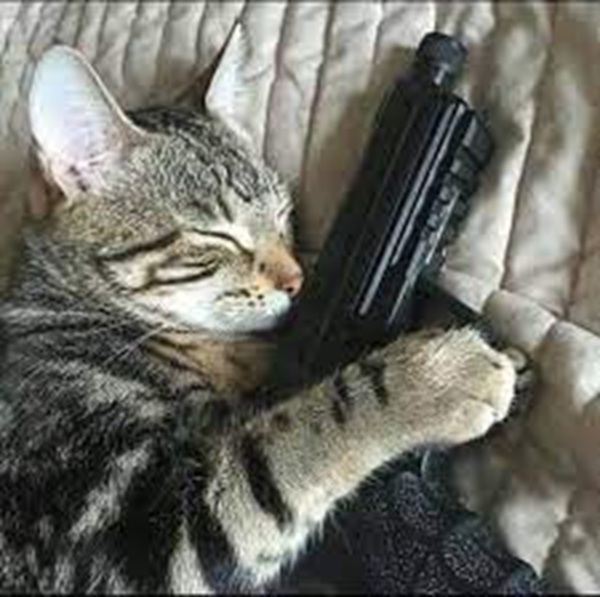 Top 69+ Meme Mèo Cầm Súng Hài Hước, Đáng Yêu Siêu Bá meme mèo cầm súng troll