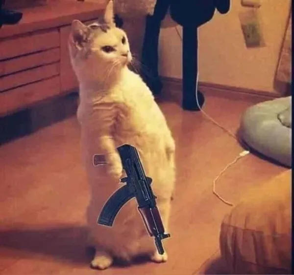 Top 69+ Meme Mèo Cầm Súng Hài Hước, Đáng Yêu Siêu Bá meme mèo cầm súng phong cách bựa