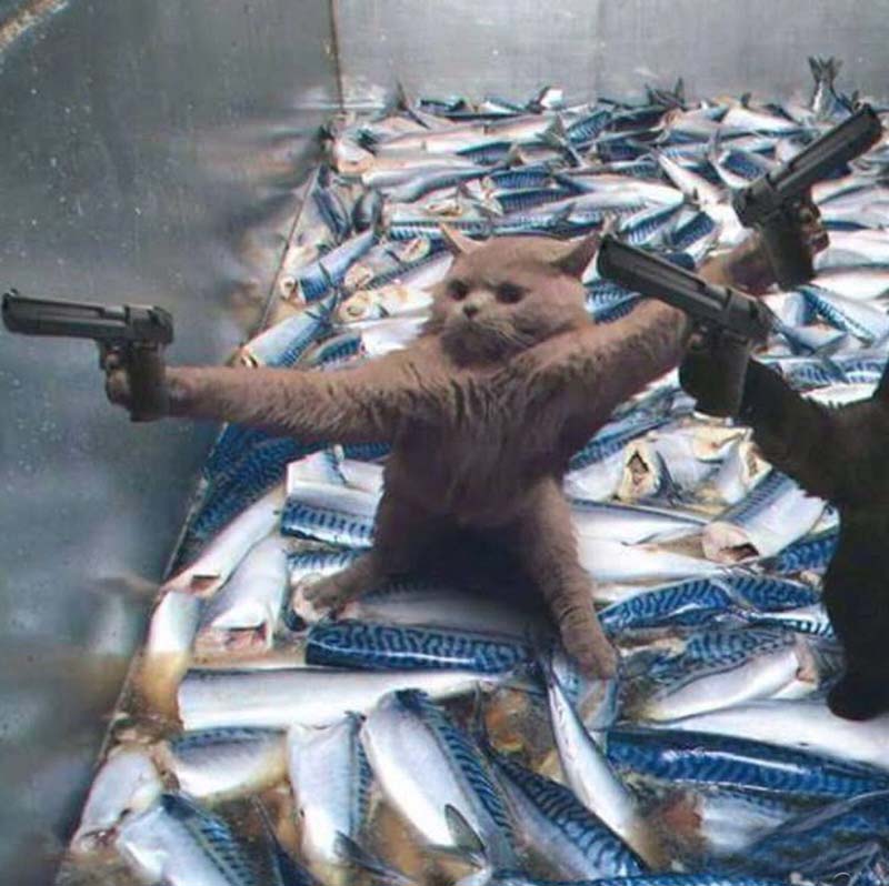 Top 69+ Meme Mèo Cầm Súng Hài Hước, Đáng Yêu Siêu Bá meme mèo cầm súng biểu cảm ngáo
