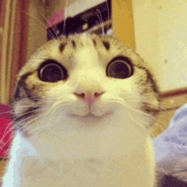 1001 Meme mèo Cười Đểu Nhe Răng, Nhếch Mép Siêu Hài Hước meme mèo cười đểu hài hước