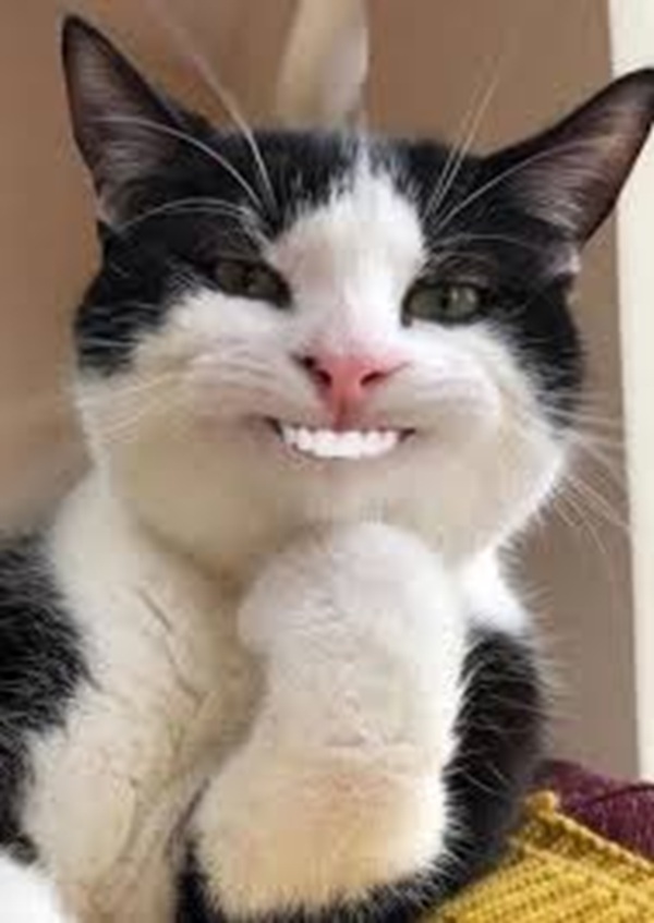 1001 Meme mèo Cười Đểu Nhe Răng, Nhếch Mép Siêu Hài Hước meme mèo cười đểu nhe răng troll nhẹ
