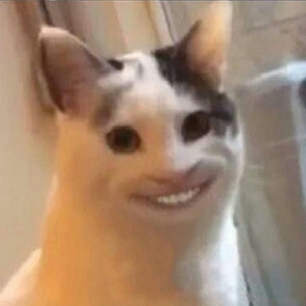 1001 Meme mèo Cười Đểu Nhe Răng, Nhếch Mép Siêu Hài Hước meme mèo nhe răng cười đểu hài hước