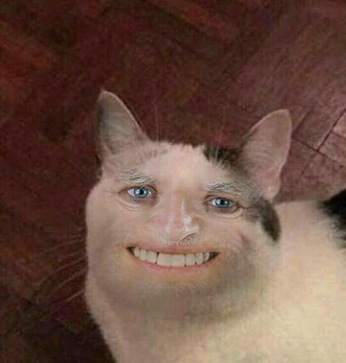 1001 Meme mèo Cười Đểu Nhe Răng, Nhếch Mép Siêu Hài Hước meme mèo nhe răng cười gian