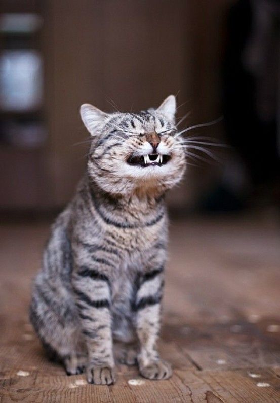 1001 Meme mèo Cười Đểu Nhe Răng, Nhếch Mép Siêu Hài Hước meme mèo cười đểu nhe răng đúng mood