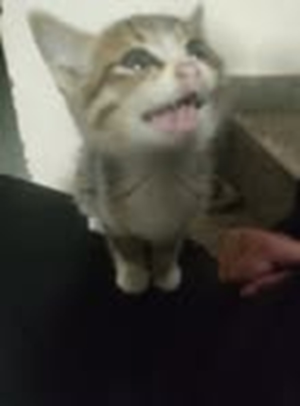 1001 Meme mèo Cười Đểu Nhe Răng, Nhếch Mép Siêu Hài Hước meme mèo nhe răng cà khịa nhẹ