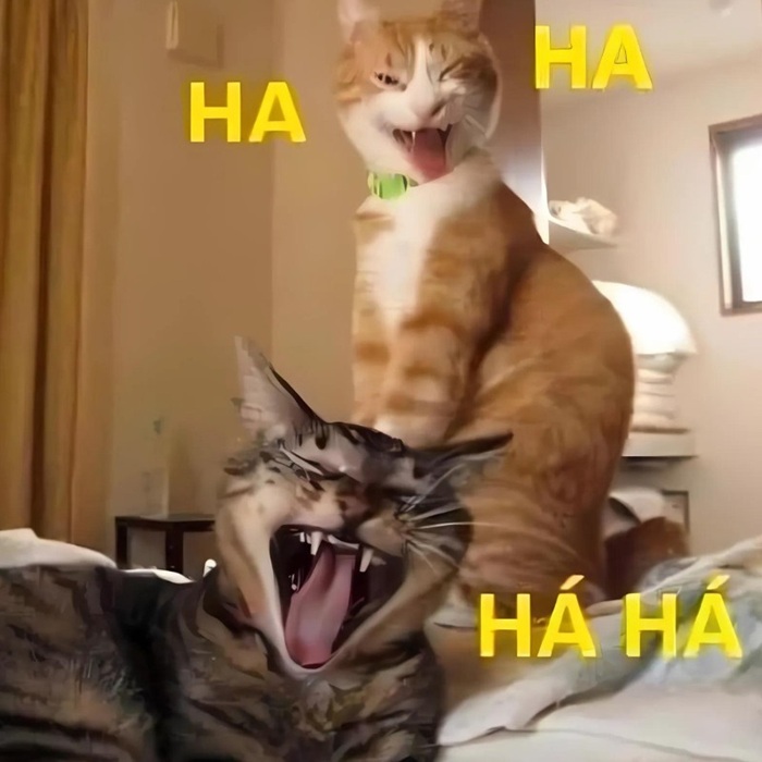 1001 Meme mèo Cười Đểu Nhe Răng, Nhếch Mép Siêu Hài Hước ảnh meme mèo nhe răng cười đểu đúng kiểu mỉa mai