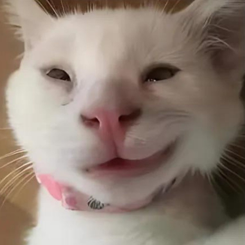 1001 Meme mèo Cười Đểu Nhe Răng, Nhếch Mép Siêu Hài Hước meme mèo nhếch mép cười gian nhẹ