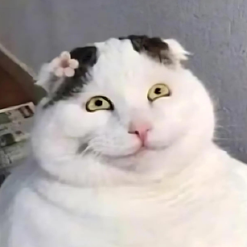 1001 Meme mèo Cười Đểu Nhe Răng, Nhếch Mép Siêu Hài Hước meme mèo cười đểu ánh mắt nham hiểm