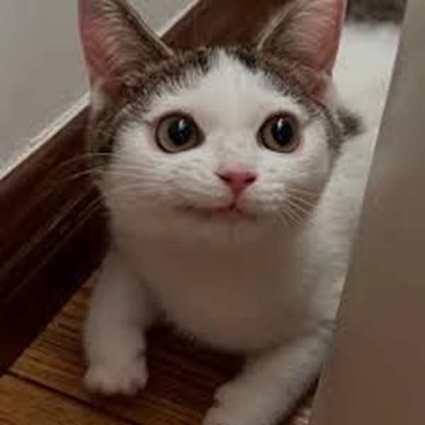 1001 Meme mèo Cười Đểu Nhe Răng, Nhếch Mép Siêu Hài Hước meme mèo nhếch mép đểu đúng tâm trạng