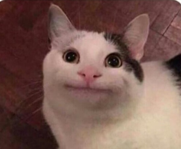 1001 Meme mèo Cười Đểu Nhe Răng, Nhếch Mép Siêu Hài Hước Meme mèo cười đểu cà khịa bạn bè