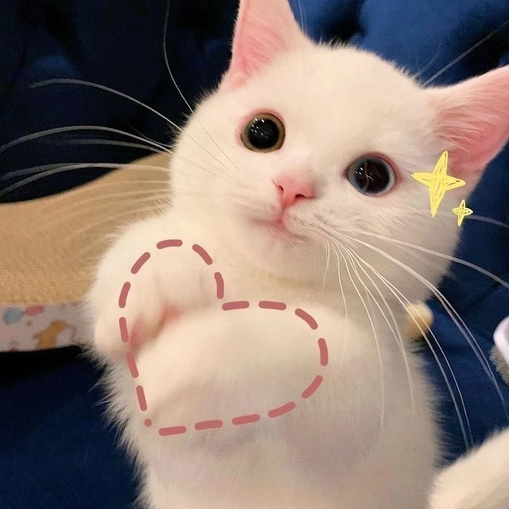 Top 99+ Các Meme Mèo Cute Siêu Đáng Yêu Dành Cho Con Sen meme mèo cute dễ thương xem là ghiền