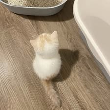 Top 99+ Các Meme Mèo Cute Siêu Đáng Yêu Dành Cho Con Sen meme mèo cute biểu cảm nhìn là thấy cưng