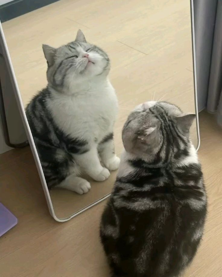 Top 99+ Các Meme Mèo Cute Siêu Đáng Yêu Dành Cho Con Sen meme mèo cute hài hước ngộ nghĩnh